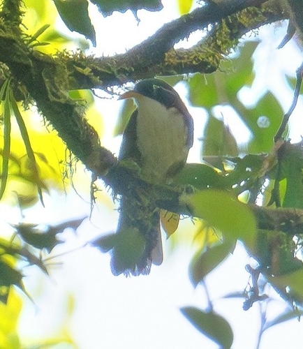 Javan Scimitar Babbler (Pomatorhinus montanus), photo 4