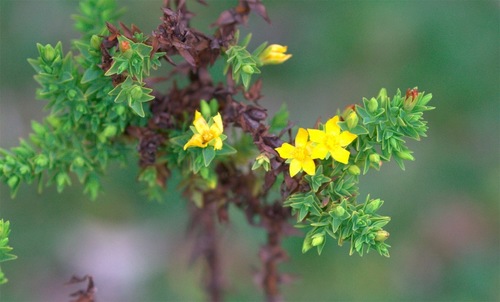 Hypericum quitense (Hypericum quitense)