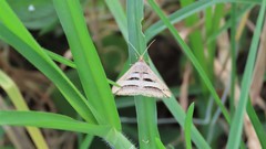 Chiasmia subcurvaria