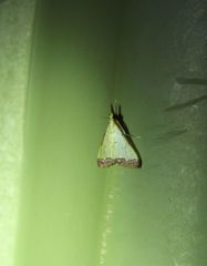 Autocharis hedyphaes