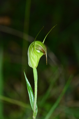 Pterostylis atrans