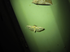 Cotachena hicana