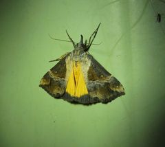 Dichromia quinqualis