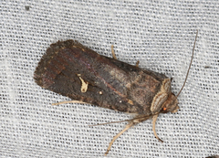Proteuxoa hydraecioides