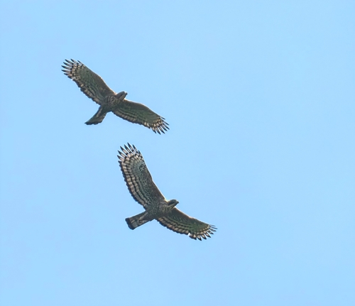 Javan Hawk-Eagle (Nisaetus bartelsi)