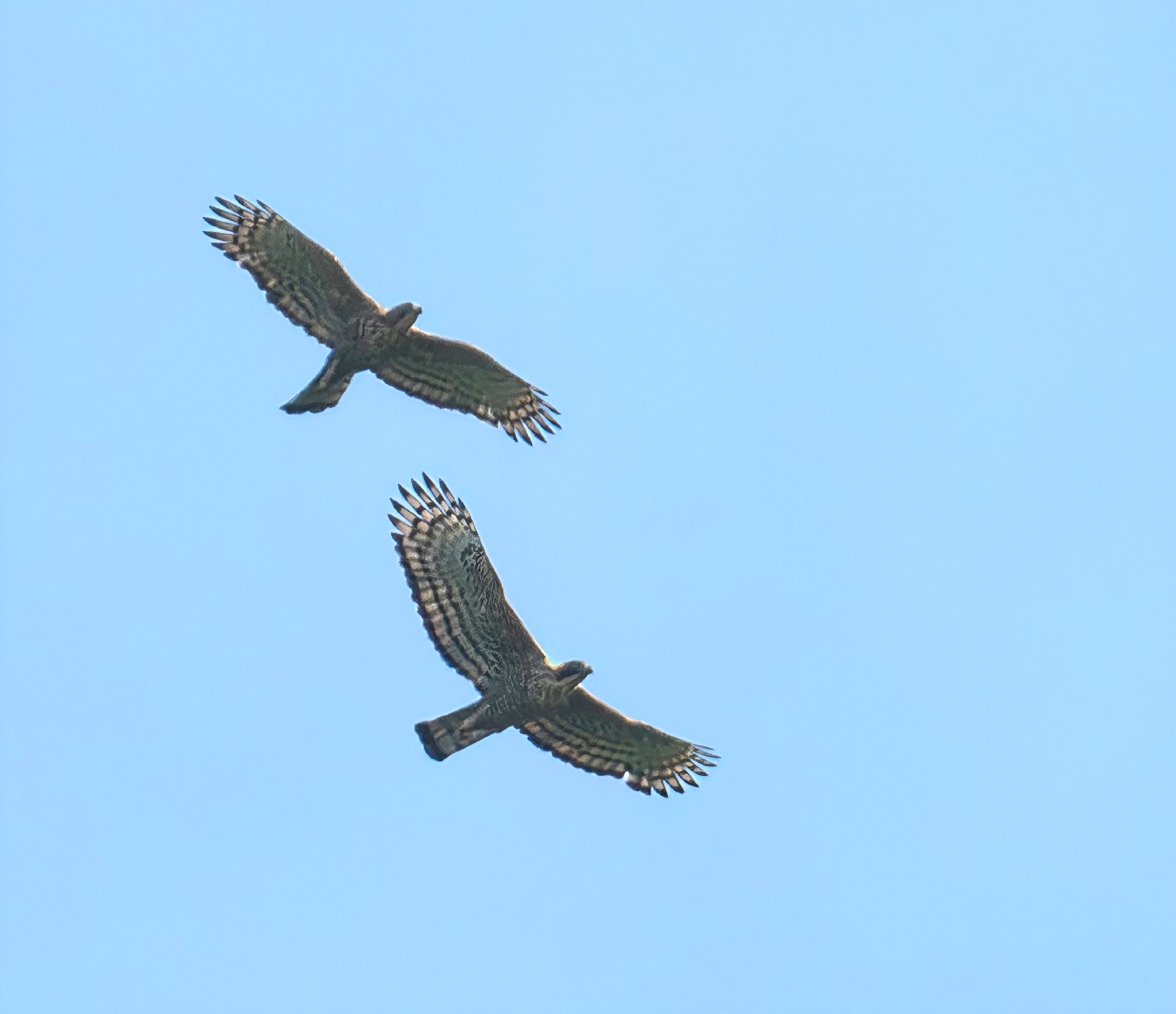 Javan Hawk-Eagle (Nisaetus bartelsi), photo 1