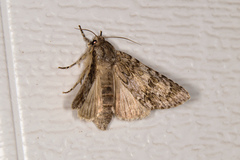 Acronicta rubricoma