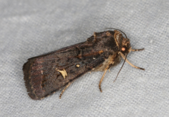 Proteuxoa hydraecioides