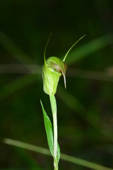 Pterostylis atrans
