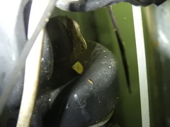 Eublemma perversicolor