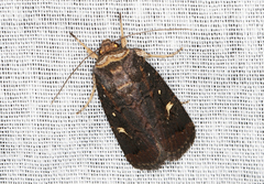 Proteuxoa hydraecioides