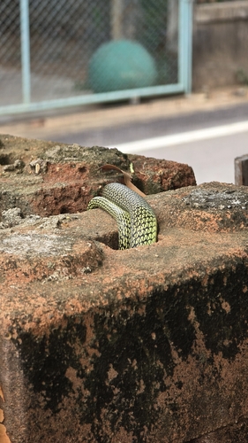 Golden Tree Snake