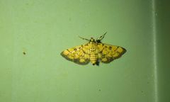 Glycythyma chrysorycta