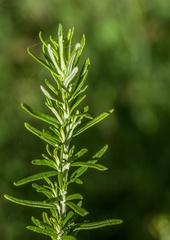 Ozothamnus rosmarinifolius
