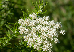 Ozothamnus rosmarinifolius
