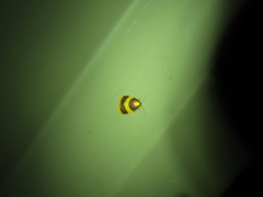 Heterallactis phlogozona