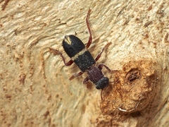 Lemidia accincta