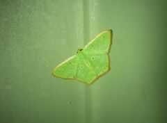 Metallochlora ametalla