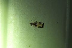 Helcystogramma hibisci