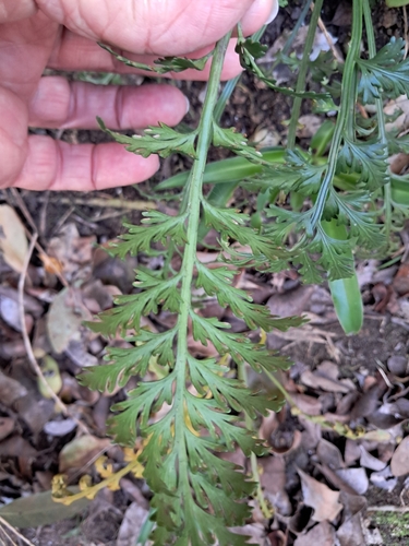 Asplenium laciniatum observed 2026-04-26