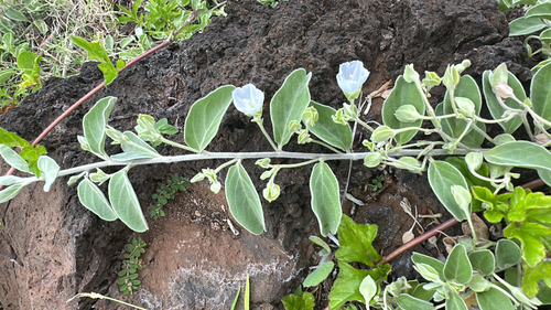 Jacquemontia sandwicensis observed 2026-04-27