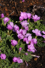 Oxalis zeekoevleyensis