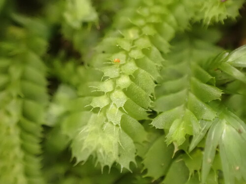 Balantiopsis diplophylla