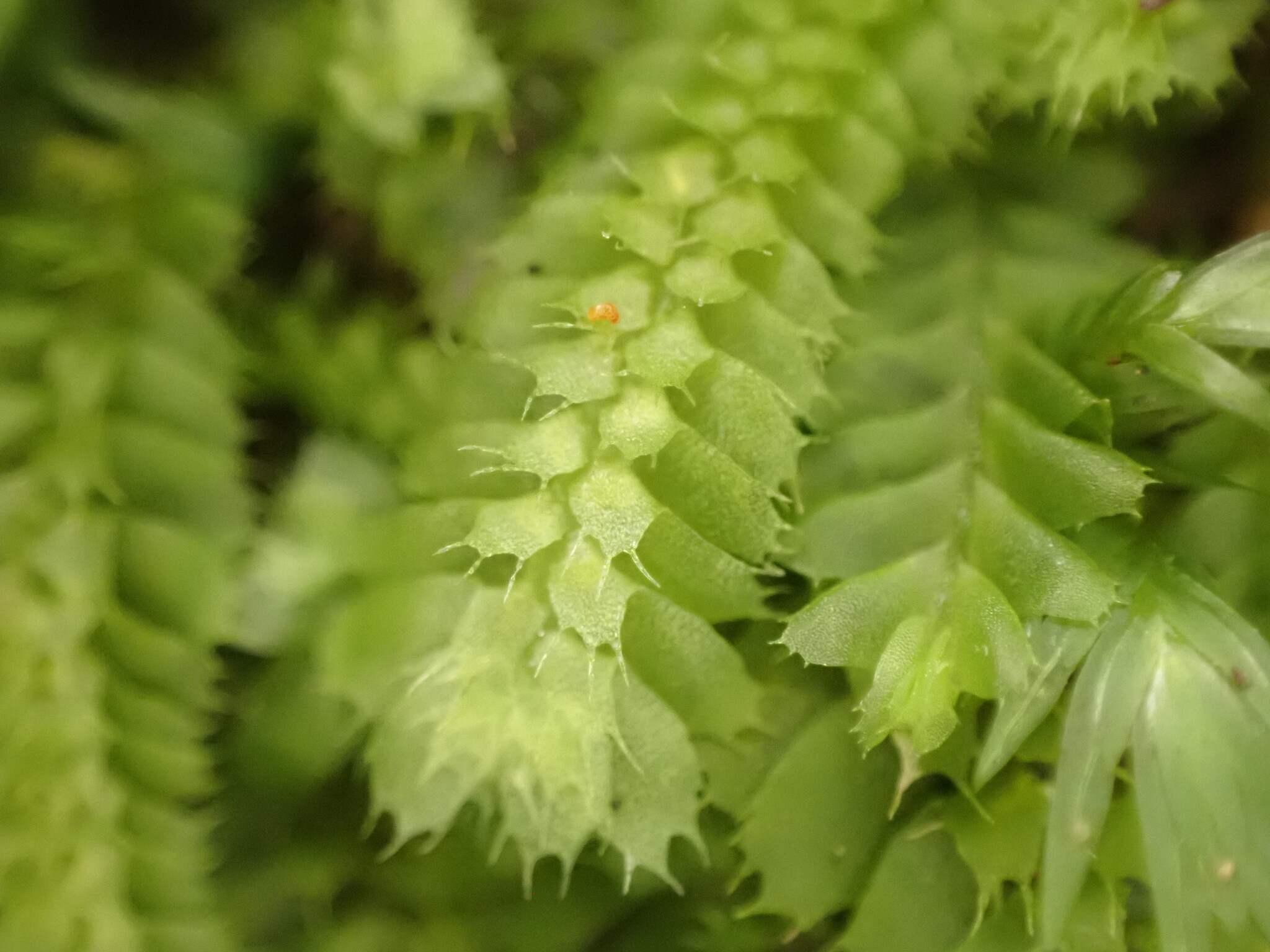 Balantiopsis diplophylla