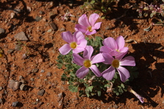 Oxalis annae