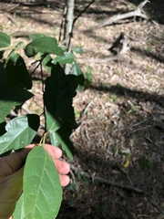 Ficus fraseri