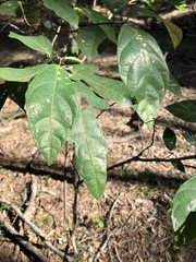 Ficus fraseri