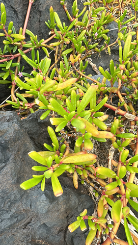Sesuvium portulacastrum observed 2026-04-27
