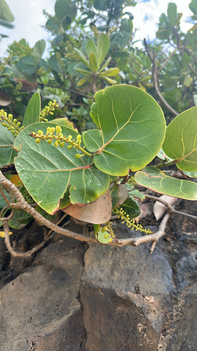 Coccoloba uvifera observed 2026-04-27
