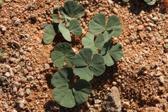 Oxalis psammophila