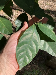 Ficus fraseri