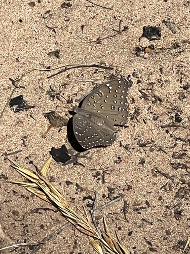 Guineafowl Butterfly