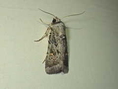 Proteuxoa oxygona