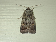 Proteuxoa oxygona