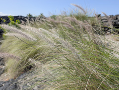 Cenchrus setaceus, recorded fruiting