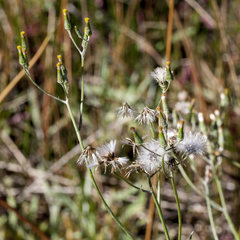 Senecio campylocarpus