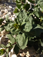 Penstemon cardinalis