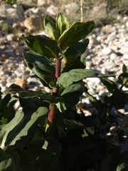 Penstemon cardinalis