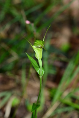 Pterostylis atrans