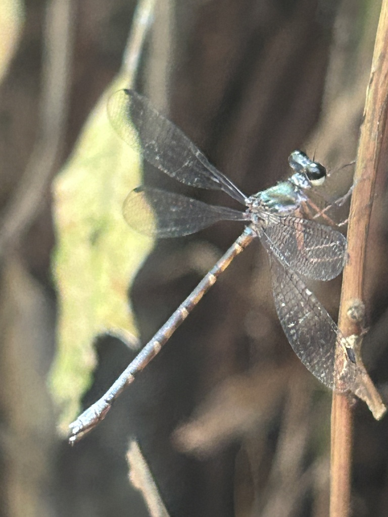 Blue-spotted Flatwing (Podolestes orientalis)