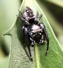 Euryattus bleekeri