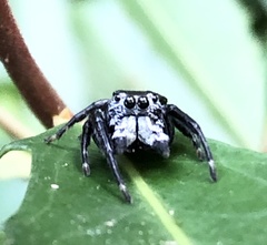 Euryattus bleekeri