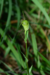 Pterostylis atrans