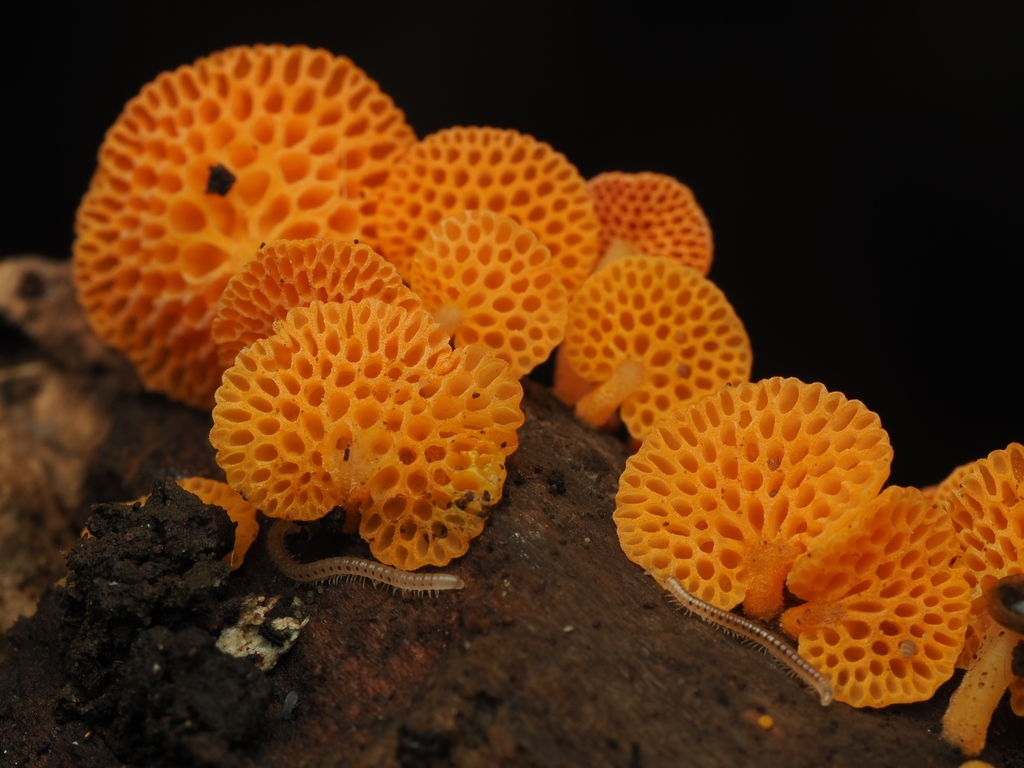 Favolaschia claudopus · April 2026 · photo: © acnestis (iNaturalist, cc-by-nc)