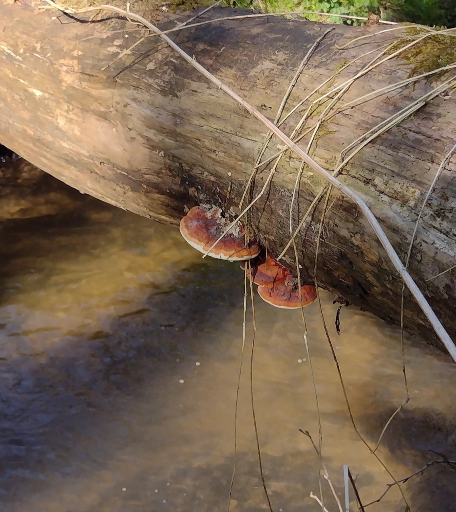 Fomitopsis pinicola · April 2026 · photo: © bagli (iNaturalist, cc0)