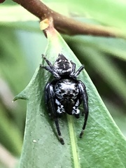 Euryattus bleekeri
